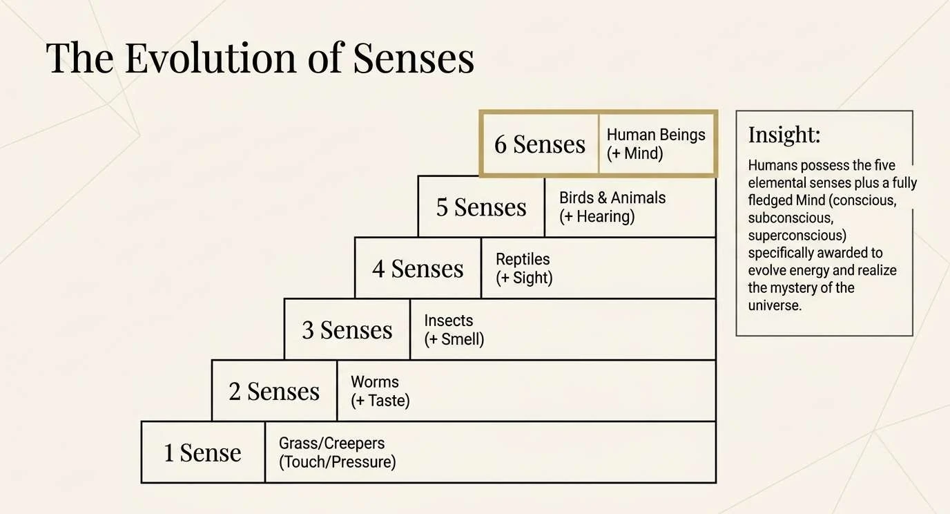 A staircase of senses: one sense for grass and creepers (touch), two for worms (taste), three for insects (smell), four for reptiles (sight), five for birds and animals (hearing), and six for human beings (mind), the top step highlighted in gold