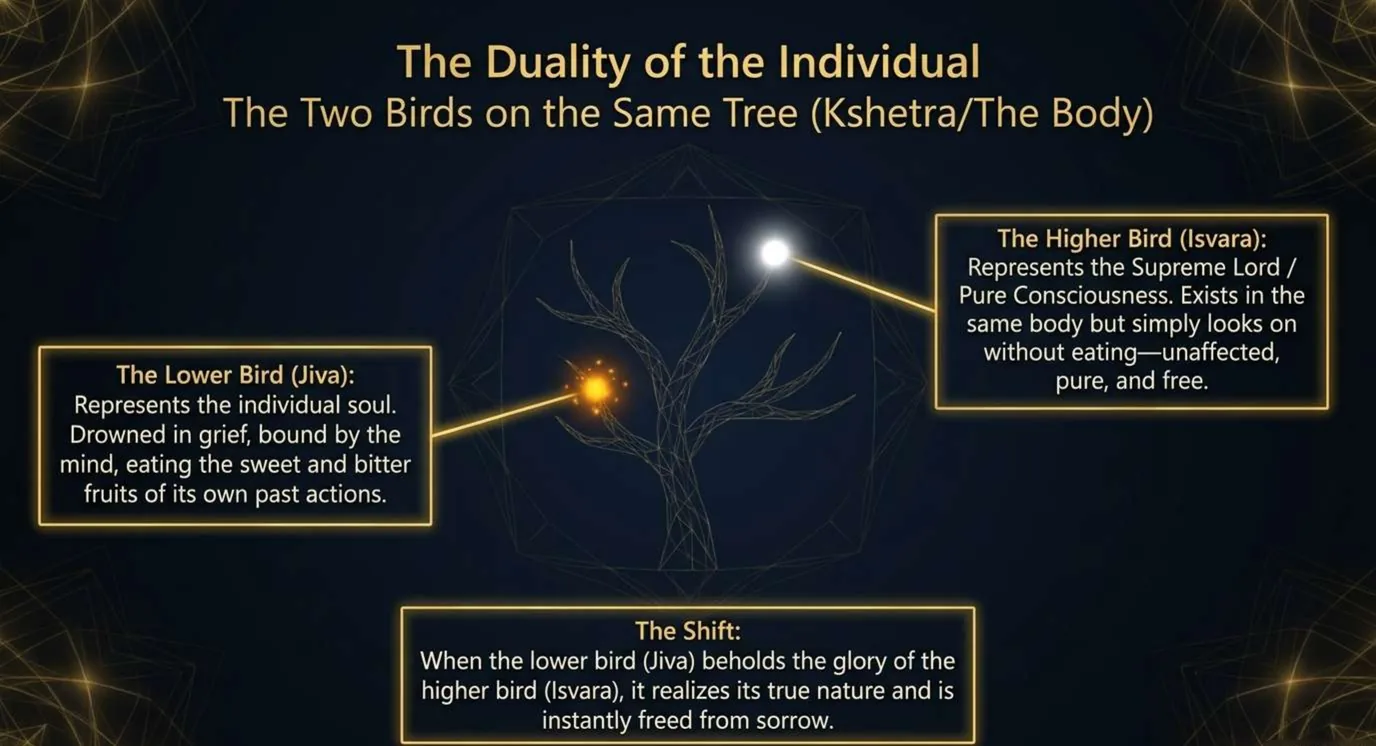 A slide titled The Duality of the Individual: the two birds on the same tree. A dim orange glow in the lower branches marks the lower bird, the individual soul, grieving and eating the fruits of its own actions. A bright white point at the top marks the higher bird, pure consciousness, looking on without eating. A note at the bottom says that when the lower bird beholds the glory of the higher, it is freed from sorrow.
